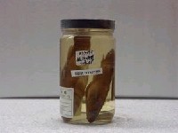 藏品(黑塘鱧)的圖片